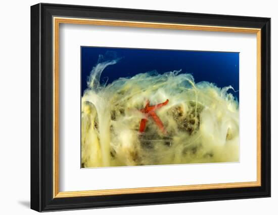 Sea Star (Hacelia Attenuata) on Coral Covered with Mucilage-Franco Banfi-Framed Photographic Print