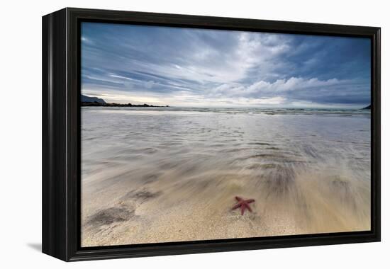 Sea Star in the Clear Water of the Fine Sandy Beach, Skagsanden, Ramberg-Roberto Moiola-Framed Premier Image Canvas