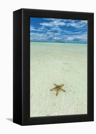 Sea Star in the Sand on the Rock Islands, Palau, Central Pacific-Michael Runkel-Framed Premier Image Canvas