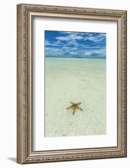 Sea Star in the Sand on the Rock Islands, Palau, Central Pacific-Michael Runkel-Framed Photographic Print
