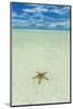 Sea Star in the Sand on the Rock Islands, Palau, Central Pacific-Michael Runkel-Mounted Photographic Print