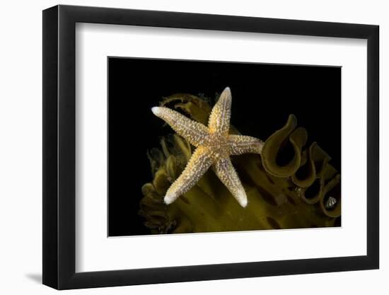 Sea star on kelp, Vevang, Norway-Franco Banfi-Framed Photographic Print