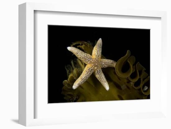 Sea star on kelp, Vevang, Norway-Franco Banfi-Framed Photographic Print