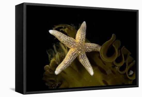 Sea star on kelp, Vevang, Norway-Franco Banfi-Framed Premier Image Canvas