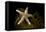 Sea star on kelp, Vevang, Norway-Franco Banfi-Framed Premier Image Canvas