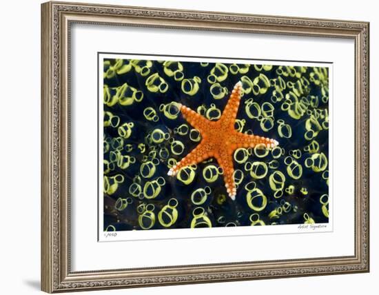 Sea Star on Sea Squirts Colony-Jones-Shimlock-Framed Giclee Print