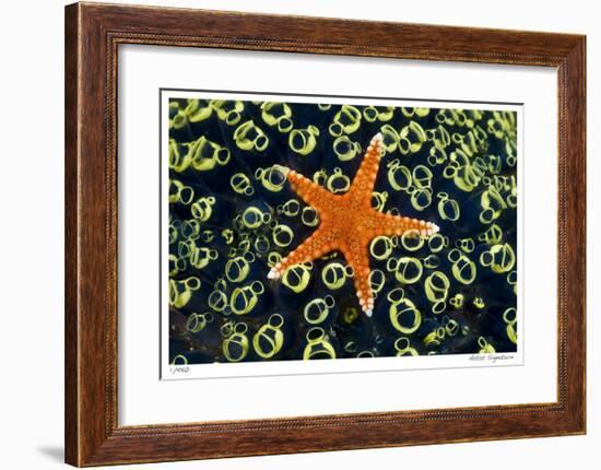 Sea Star on Sea Squirts Colony-Jones-Shimlock-Framed Giclee Print