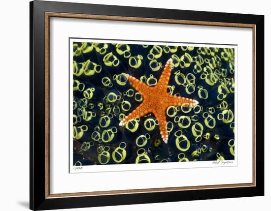 Sea Star on Sea Squirts Colony-Jones-Shimlock-Framed Giclee Print