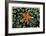 Sea Star on Sea Squirts Colony-Jones-Shimlock-Framed Giclee Print