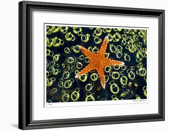 Sea Star on Sea Squirts Colony-Jones-Shimlock-Framed Giclee Print