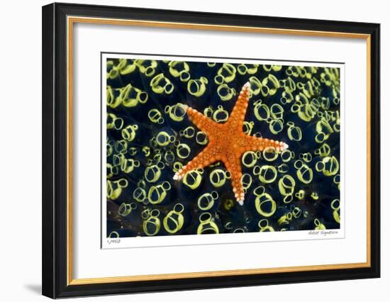 Sea Star on Sea Squirts Colony-Jones-Shimlock-Framed Giclee Print