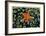 Sea Star on Sea Squirts Colony-Jones-Shimlock-Framed Giclee Print