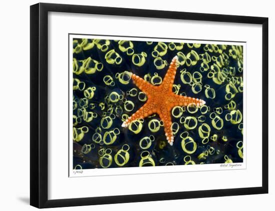 Sea Star on Sea Squirts Colony-Jones-Shimlock-Framed Giclee Print