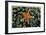 Sea Star on Sea Squirts Colony-Jones-Shimlock-Framed Giclee Print