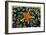 Sea Star on Sea Squirts Colony-Jones-Shimlock-Framed Giclee Print