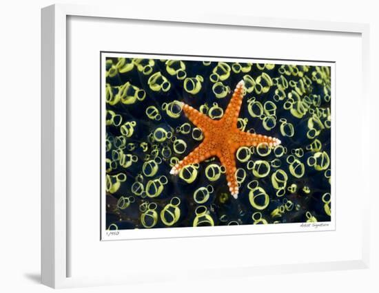 Sea Star on Sea Squirts Colony-Jones-Shimlock-Framed Giclee Print