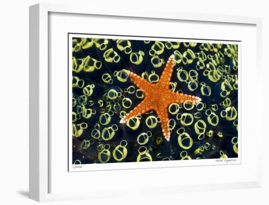 Sea Star on Sea Squirts Colony-Jones-Shimlock-Framed Giclee Print