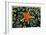 Sea Star on Sea Squirts Colony-Jones-Shimlock-Framed Giclee Print