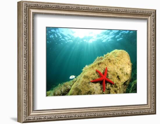 Sea Star Underwater in Ocean-Rich Carey-Framed Photographic Print