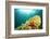 Sea Star Underwater in Ocean-Rich Carey-Framed Photographic Print