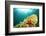 Sea Star Underwater in Ocean-Rich Carey-Framed Photographic Print