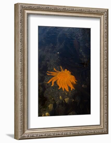 Sea Star-Lynn M^ Stone-Framed Photographic Print