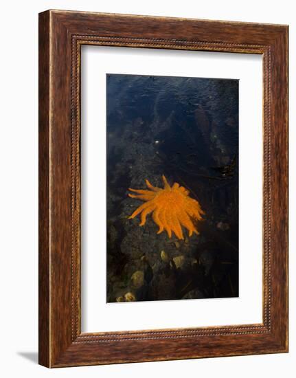 Sea Star-Lynn M^ Stone-Framed Photographic Print