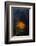 Sea Star-Lynn M^ Stone-Framed Photographic Print