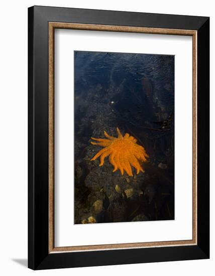 Sea Star-Lynn M^ Stone-Framed Photographic Print