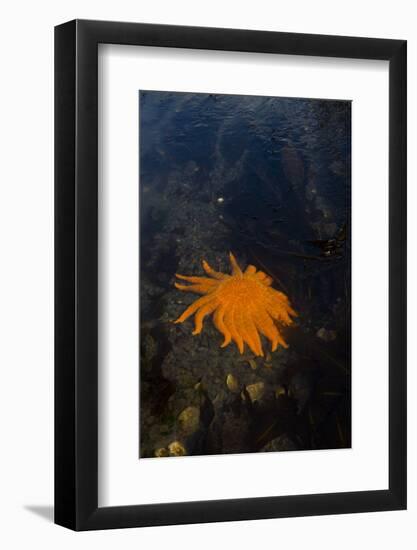 Sea Star-Lynn M^ Stone-Framed Photographic Print