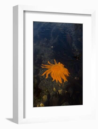 Sea Star-Lynn M^ Stone-Framed Photographic Print