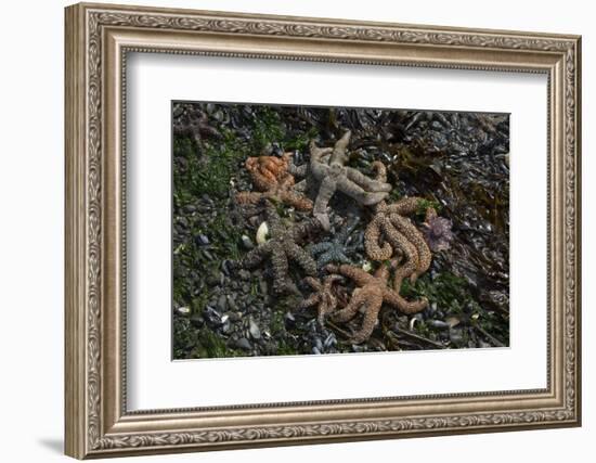 Sea Star-Lynn M^ Stone-Framed Photographic Print