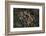 Sea Star-Lynn M^ Stone-Framed Photographic Print