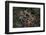 Sea Star-Lynn M^ Stone-Framed Photographic Print