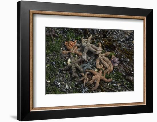 Sea Star-Lynn M^ Stone-Framed Photographic Print