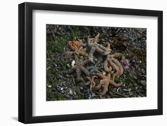 Sea Star-Lynn M^ Stone-Framed Photographic Print