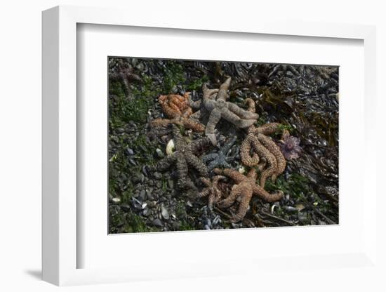 Sea Star-Lynn M^ Stone-Framed Photographic Print