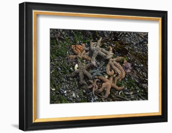 Sea Star-Lynn M^ Stone-Framed Photographic Print