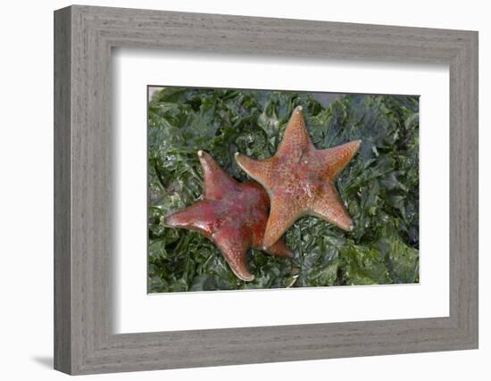 Sea Star-Lynn M^ Stone-Framed Photographic Print