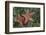 Sea Star-Lynn M^ Stone-Framed Photographic Print