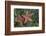 Sea Star-Lynn M^ Stone-Framed Photographic Print