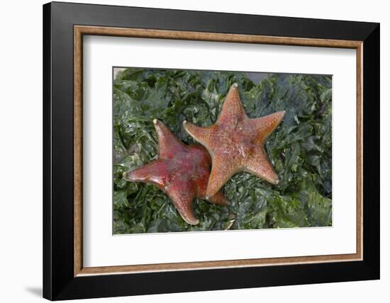 Sea Star-Lynn M^ Stone-Framed Photographic Print