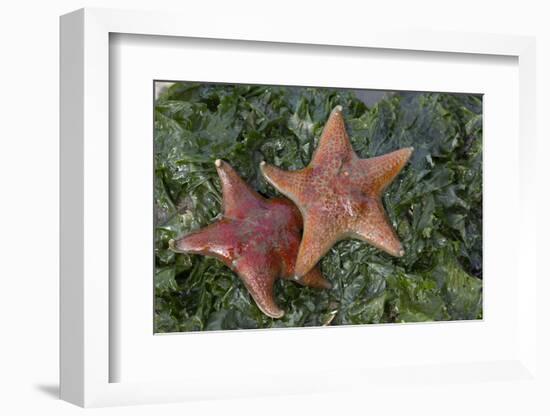 Sea Star-Lynn M^ Stone-Framed Photographic Print