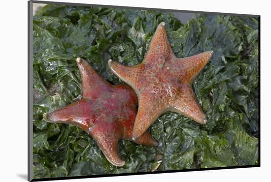 Sea Star-Lynn M^ Stone-Mounted Photographic Print