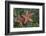 Sea Star-Lynn M^ Stone-Framed Photographic Print