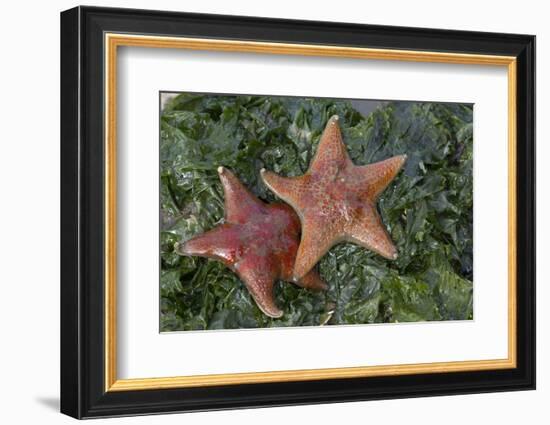 Sea Star-Lynn M^ Stone-Framed Photographic Print