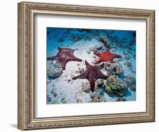 Sea Stars, Hood Island, Galapagos Islands, Ecuador-Jack Stein Grove-Framed Photographic Print