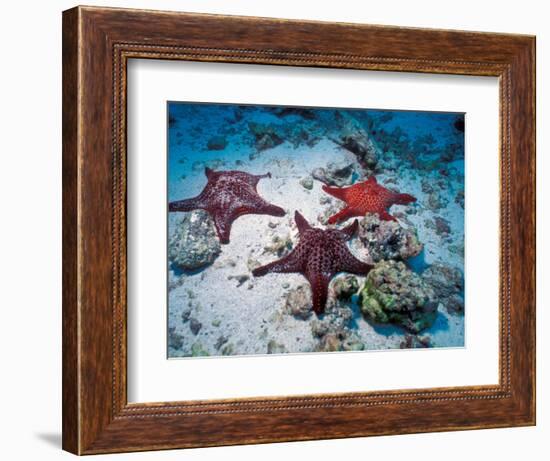 Sea Stars, Hood Island, Galapagos Islands, Ecuador-Jack Stein Grove-Framed Photographic Print