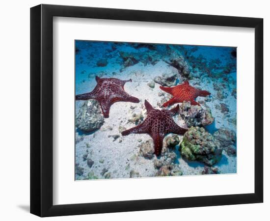 Sea Stars, Hood Island, Galapagos Islands, Ecuador-Jack Stein Grove-Framed Photographic Print