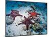 Sea Stars, Hood Island, Galapagos Islands, Ecuador-Jack Stein Grove-Mounted Photographic Print